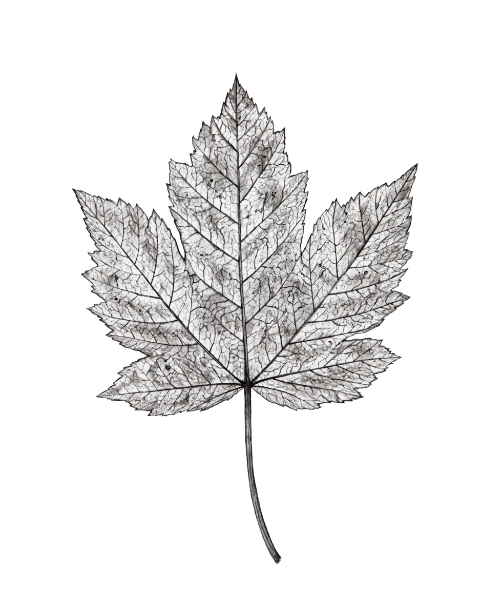 de-leaf-painting